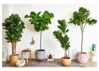 Buy Artificial Plant Pots Online for your Home or Office