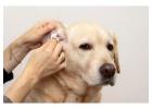 Trusted Dog Grooming Care for Clean and Healthy Coats