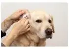 Trusted Dog Grooming Care for Clean and Healthy Coats