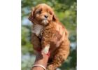 KCI Maltipoo Puppies Available for Sale