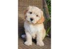 KCI Labradoodle Puppies Available for Sale