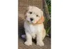 KCI Labradoodle Puppies Available for Sale