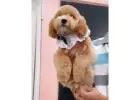KCI Goldendoodle Puppies Available for Sale