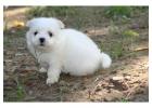 KCI Maltese Puppies Available for Sale