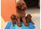 KCI Poodle Puppies Available for Sale