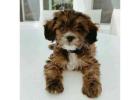 KCI Cavapoo Puppies Available for Sale