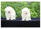 KCI Maltipoo Puppies Available for Sale