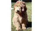 KCI Labradoodle Puppies Available for Sale