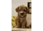 KCI Goldendoodle Puppies Available for Sale