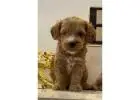 KCI Goldendoodle Puppies Available for Sale