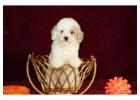 KCI Cavapoo Puppies Available for Sale