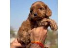 KCI Cockapoo Puppies Available for Sale