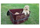 KCI Maltipoo Puppies Available for Sale
