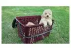 KCI Maltipoo Puppies Available for Sale