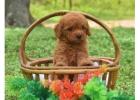 KCI Labradoodle Puppies Available for Sale