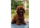 KCI Goldendoodle Puppies Available for Sale
