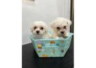 KCI Maltese Puppies Available for Sale