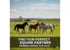 Find Your Perfect Equine Partner - Premier Horses for Sale!