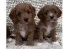 KCI Cavapoo Puppies Available for Sale