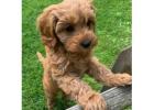 KCI Cockapoo Puppies Available for Sale