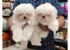 KCI Maltese Puppies Available for Sale