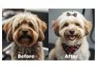 Pet Grooming Service at Home
