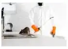 Emergency Pest Control in Honeywood