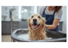 Pet Grooming Service at Home