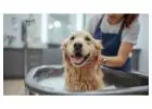 Pet Grooming Service at Home