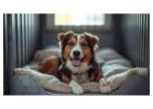 Dog Boarding Services