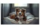 Dog Boarding Services
