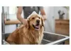 Pet Grooming Service at Home