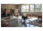 Dog Boarding Services