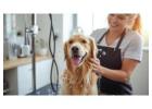 Pet Grooming Service at Home