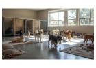 Dog Boarding Services