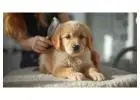 Pet Grooming Service at Home