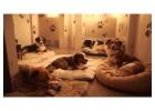 Dog Boarding Services