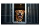 Dog Boarding Services