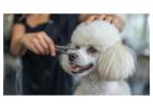 Pet Grooming Service at Home
