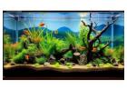 Oasis Aquariums: Trusted Aquarium Store in Sydney and Australia