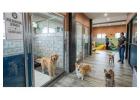 Dog Boarding Services