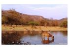 Book Ranthambore Tour Packages for Unforgettable Safari Experiences