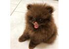 Pomeranian breeders near me!