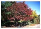 Shop Native Trees Online