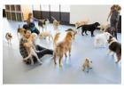 Animal Day Care Ladds Addition