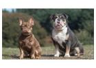 Reinrassige Bulldoggen-Welpen suchen ein neues Zuhause!