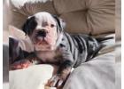 Englische Bulldoggen Welpen – Ihr Neuer Treuer Begleiter