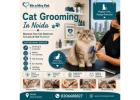 Cat Grooming