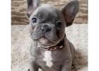 Zuckersüße Mini Bulldoggen – Direkt vom Züchter erhältlich!