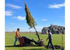 Buy Techny Arborvitae Trees | Planting & Warranty